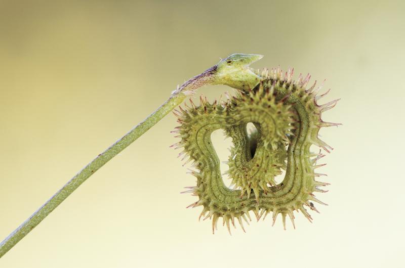The seed pods of the prickly caterpillar plant look just like real fuzzy caterpillars. JUAN FRANCISCO/ADOBE STOCK PHOTO